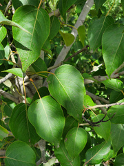 Populus ciliata