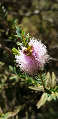 Melaleuca decussata