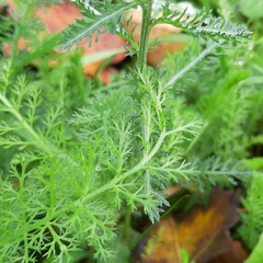Achillea millefolium