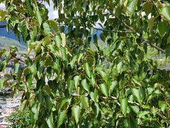 Populus ciliata