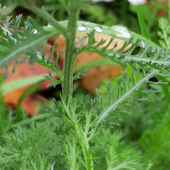Achillea millefolium