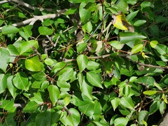 Populus ciliata