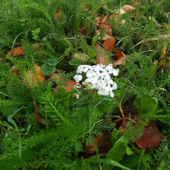 Achillea millefolium