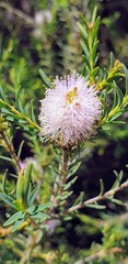 Melaleuca decussata