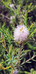 Melaleuca decussata