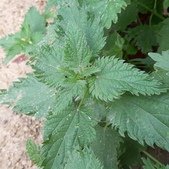Urtica dioica