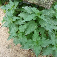Urtica dioica
