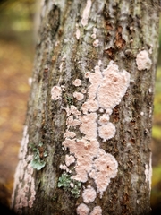 Corticium roseum
