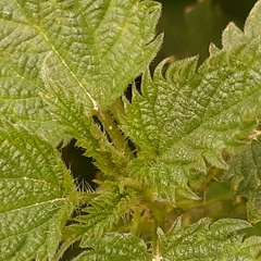 Urtica dioica