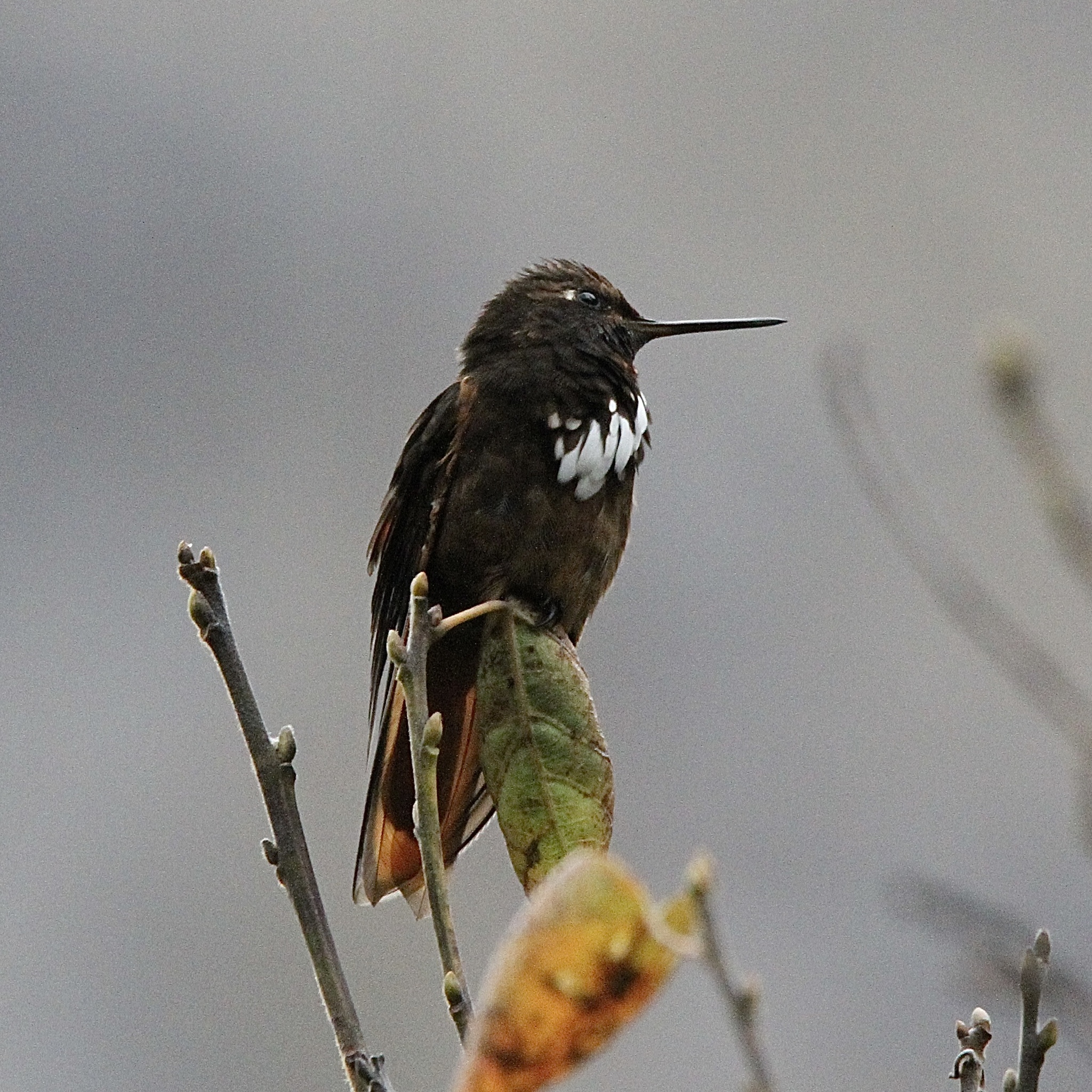 White-tufted Sunbeam (Aglaeactis castelnaudii), photo 4