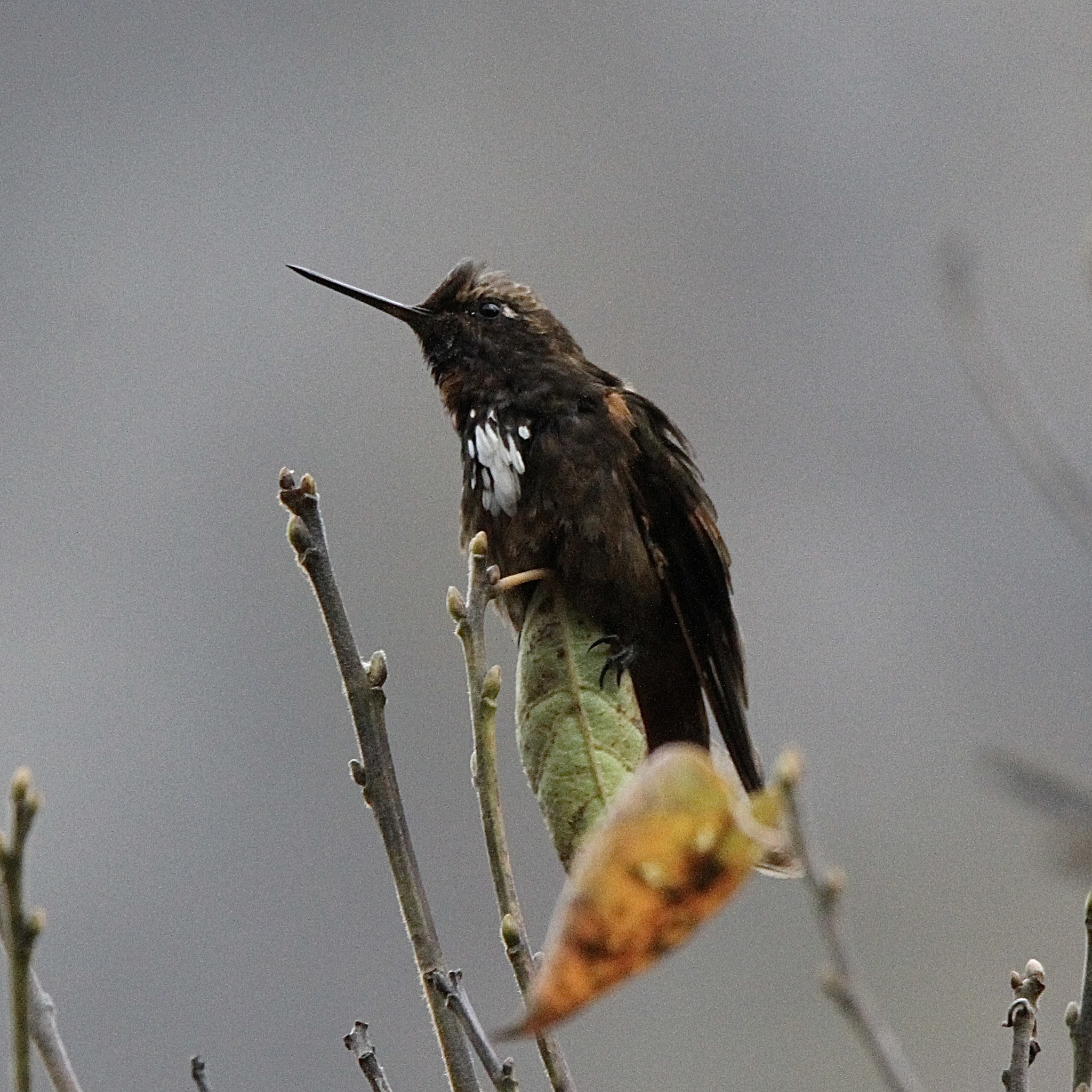 White-tufted Sunbeam (Aglaeactis castelnaudii), photo 3