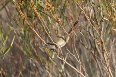 Poodytes carteri