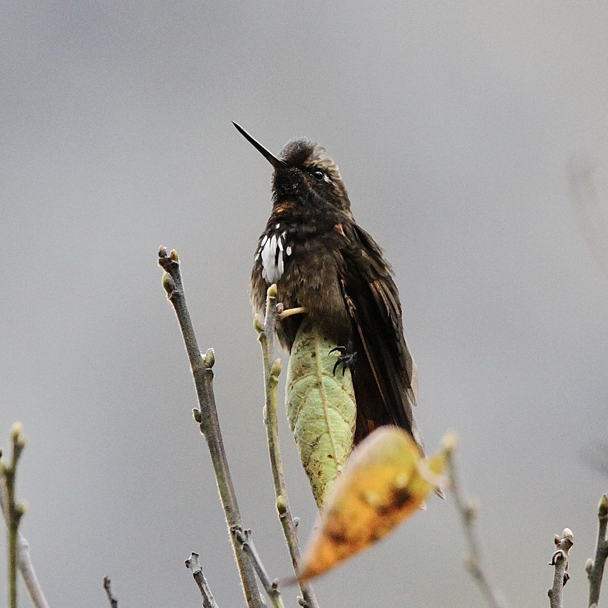 White-tufted Sunbeam (Aglaeactis castelnaudii), photo 1