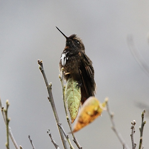 White-tufted Sunbeam (Aglaeactis castelnaudii), photo 2