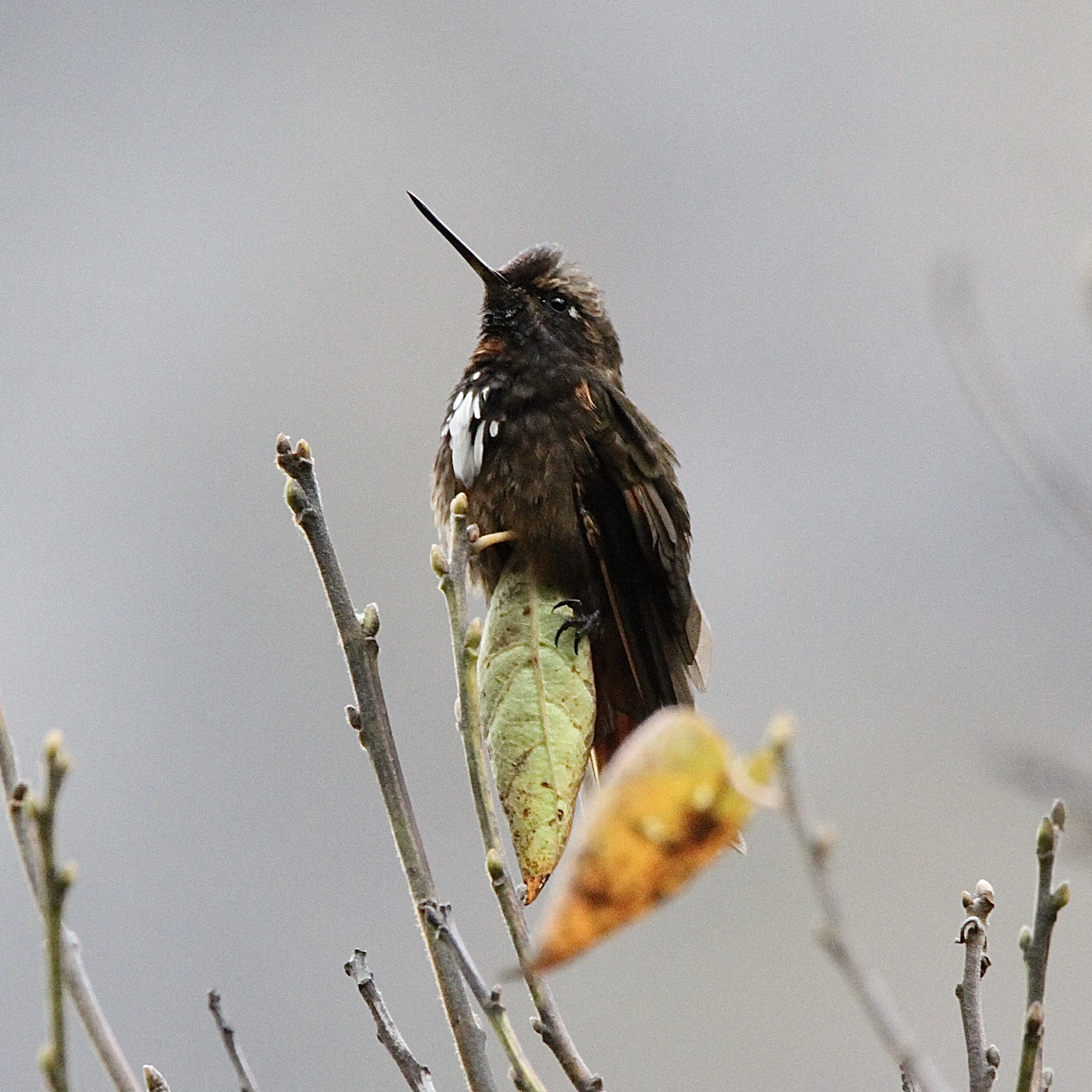 White-tufted Sunbeam (Aglaeactis castelnaudii), photo 2