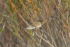 Poodytes carteri