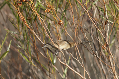 Poodytes carteri