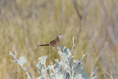 Poodytes carteri