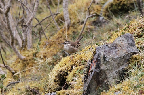 Cream-winged Cinclodes (Cinclodes albiventris), photo 4