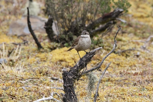 Cream-winged Cinclodes (Cinclodes albiventris), photo 5