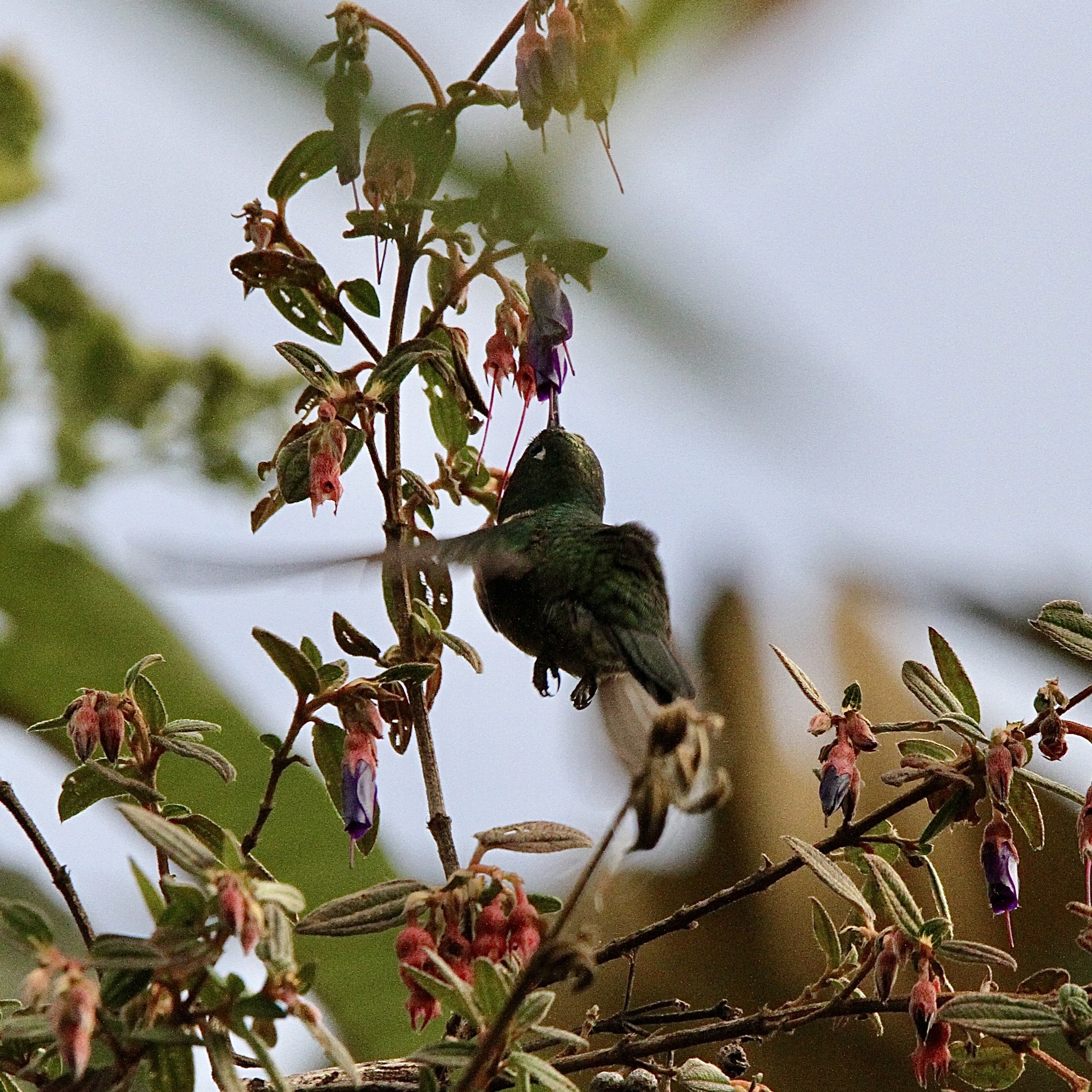 Amethyst-throated Sunangel (Heliangelus amethysticollis), photo 7
