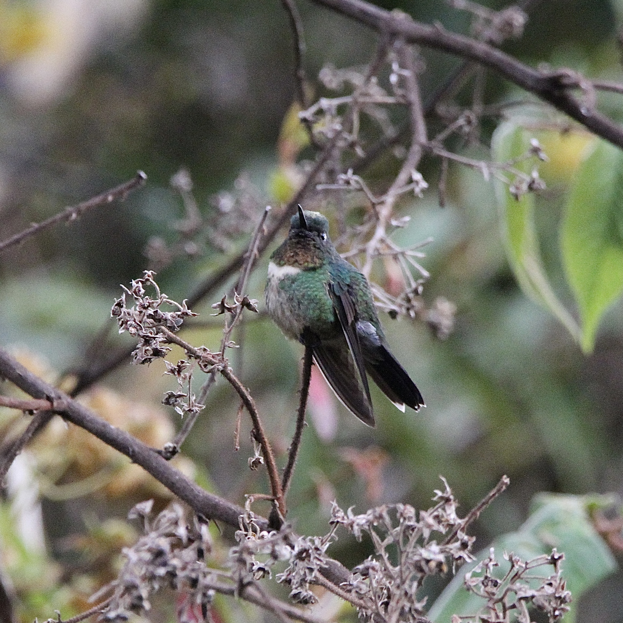 Amethyst-throated Sunangel (Heliangelus amethysticollis), photo 6