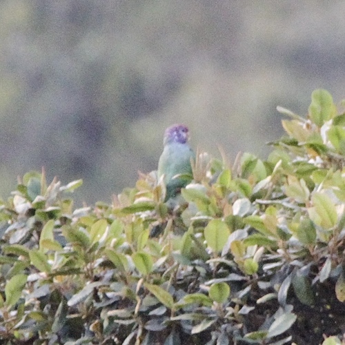 Speckle-faced Parrot (Pionus tumultuosus), photo 4