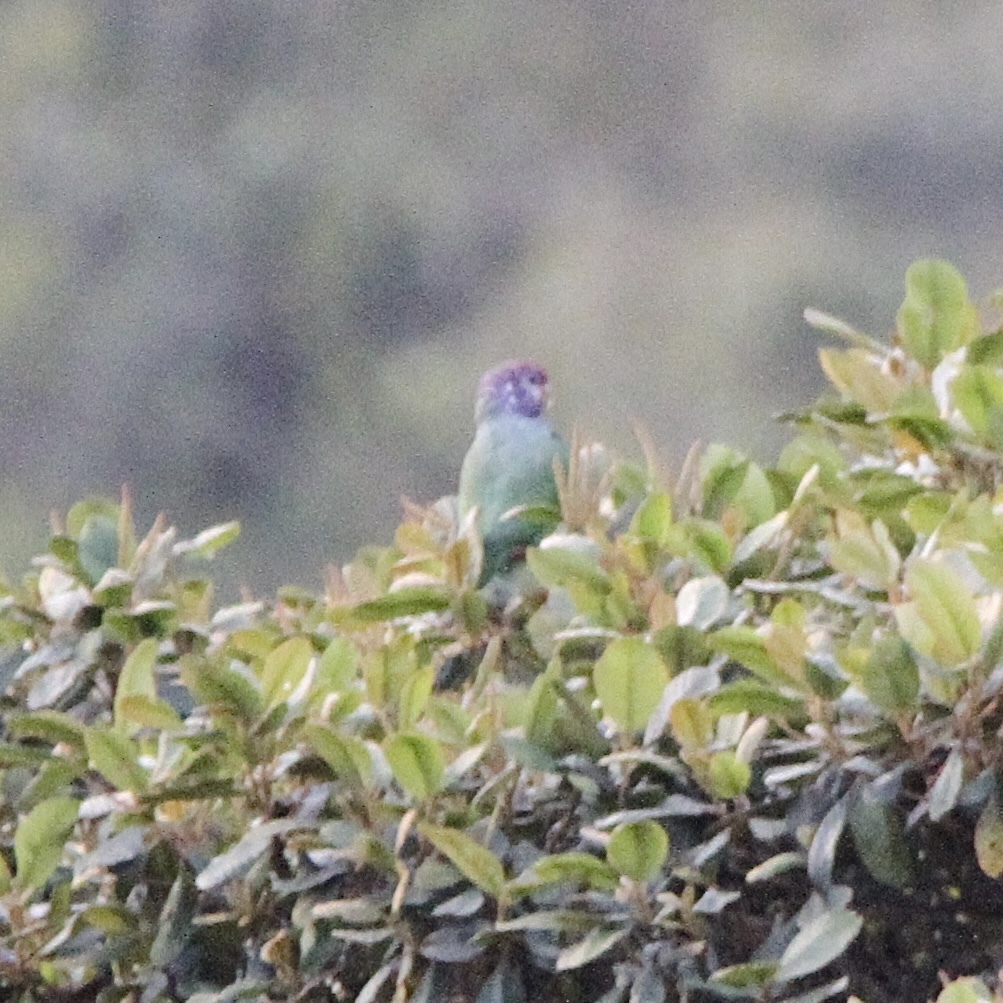 Speckle-faced Parrot (Pionus tumultuosus), photo 6