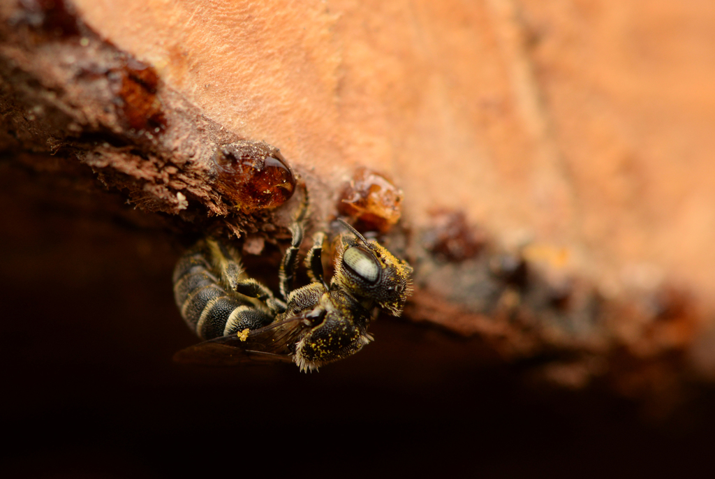 Sauter's Armoured-Resin bee