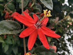 Coccinea