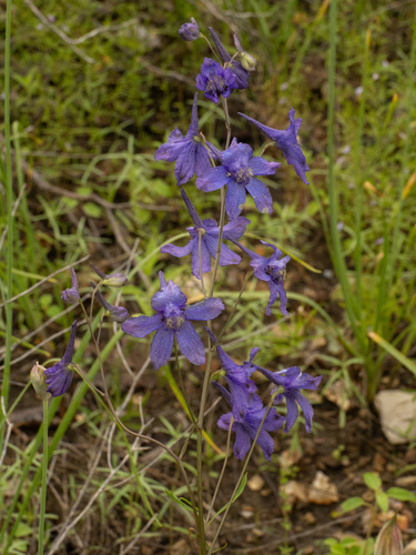 Delphinium treleasei, photograph 4