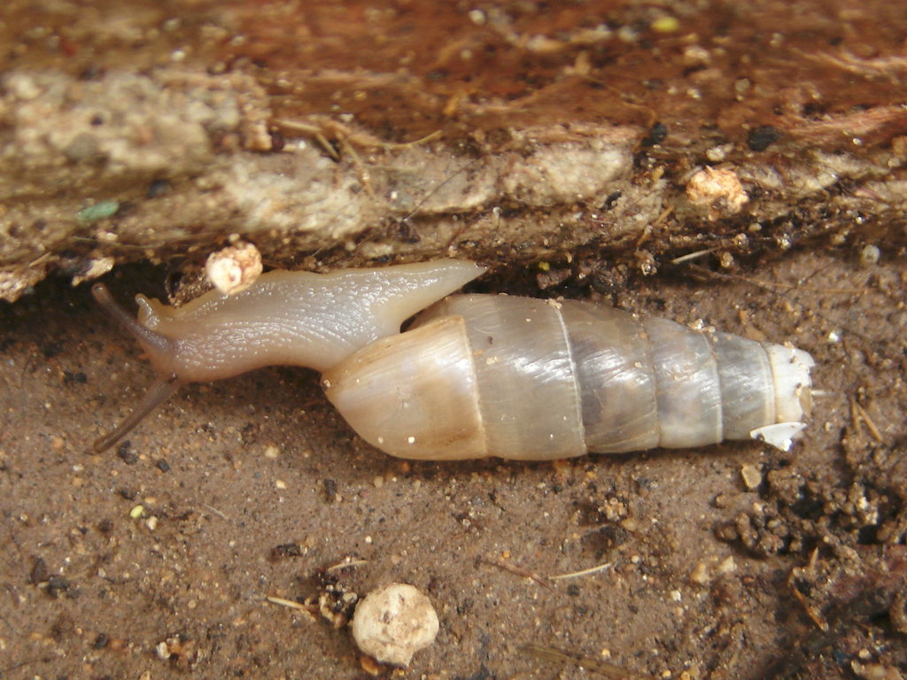 Saharan Decollate Snail