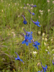 Delphinium treleasei, photograph (c) Turner Brockman, some rights reserved (CC BY-SA)