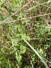 Hilliardiella hirsuta