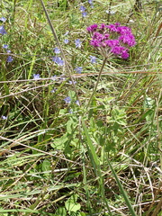 Hilliardiella hirsuta