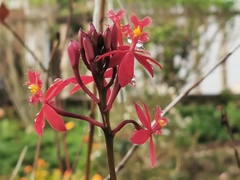 Epidendrum ibaguense