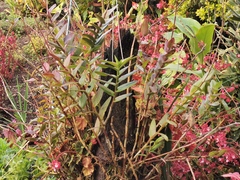 Epidendrum ibaguense