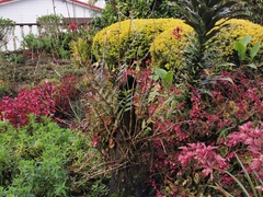 Epidendrum ibaguense