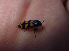 Castiarina bicolor