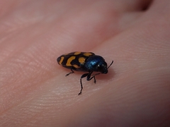 Castiarina bicolor