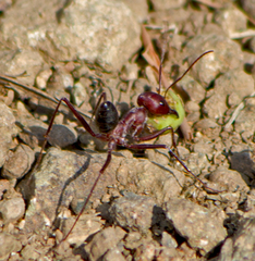 Cataglyphis nodus