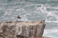 Cinclodes taczanowskii