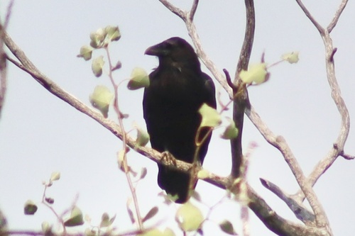 Common Raven