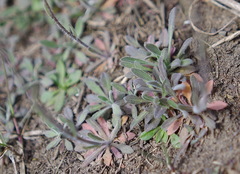 Crucihimalaya bursifolia