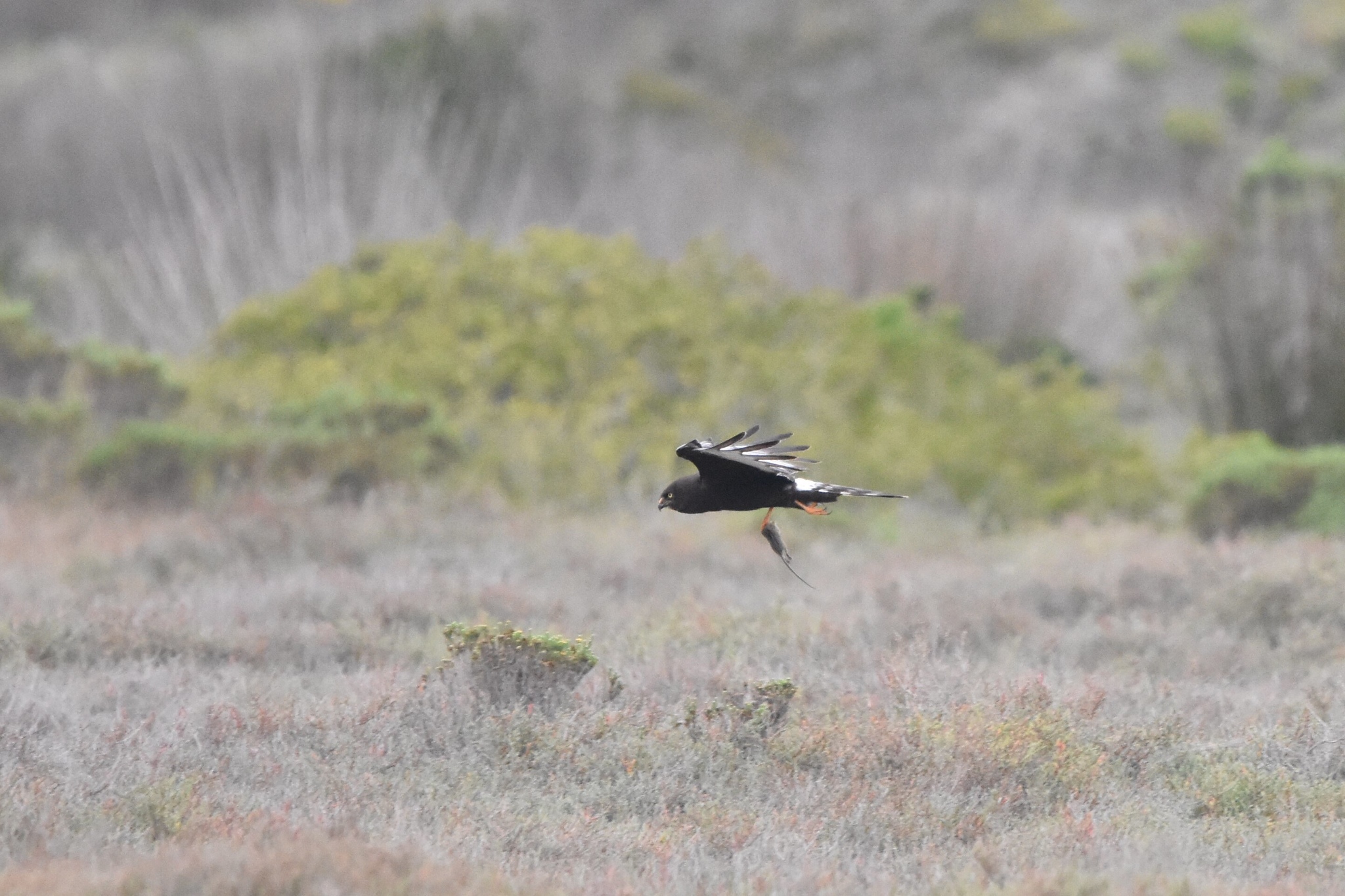 Black Harrier (Circus maurus)