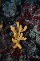 Axinella verrucosa