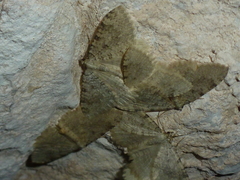 Triphosa sabaudiata