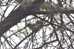 Glaucidium peruanum