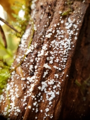 Hyaloscypha quercicola