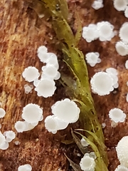 Hyaloscypha quercicola